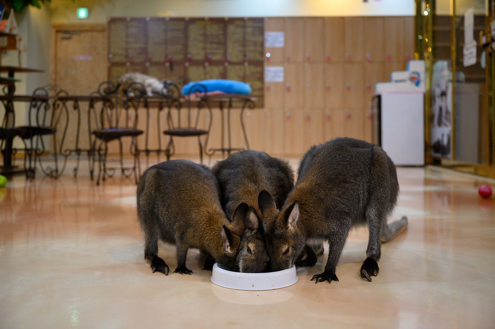 Korea Puts the Brakes on Animal Cafes: Too Cute or Cruelty?